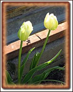 carre-tulipes-1.JPG