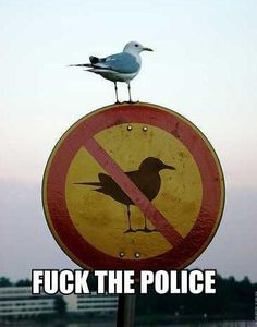 rebellious-bird-z5bbc.jpg