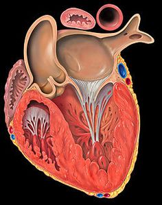 250px-Heart_left_ventricular_outflow_track.jpg