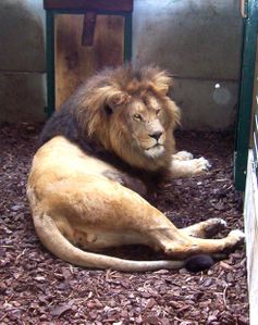 Simba-copie-1.jpg