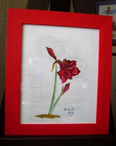 amaryllis.jpg