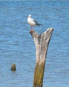 mouette