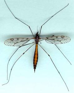 tipule