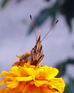 papillon-1.jpg