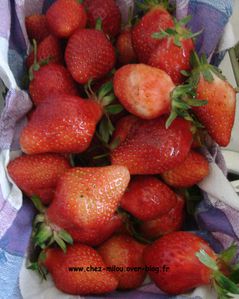 fraises 10