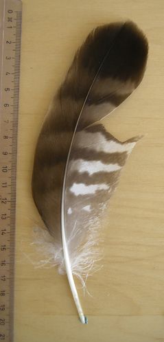 Buse variable (7)