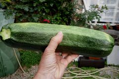 courgette