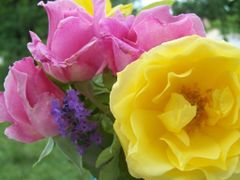 rose