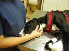 MAYTE GALGA AUTOROUTE (5)