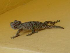 01-Phnom-Penh---Lezards-02.JPG