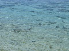 MAUPITI Motu requins à pointe noire (2)