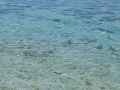 MAUPITI Motu requins à pointe noire (2)