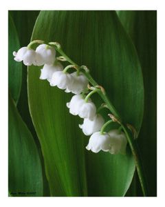 1er-Mai-Muguet.jpg