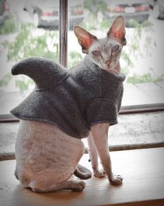 chat-requin.jpg
