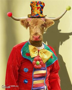 Boeuf-vache-clown.jpg