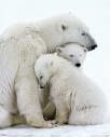 endangered polar family