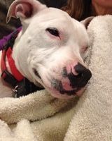 CHIEN-PIGGY-BSL-DDA-CALIFORNIE.jpg