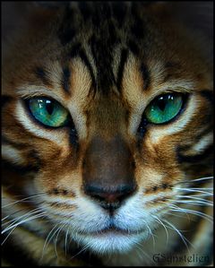 The Bengal Kitten CloseUp by UffdaGreg