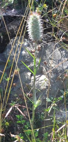 Trifolium angustifolium 2