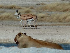 02 Etosha - Halali Lions 37