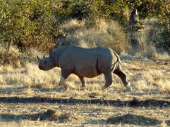 02 Etosha - Halali Rhinocéros 03