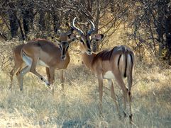 02 Etosha - Namutoni Antilope 01