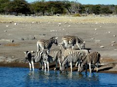 02 Etosha - Namutoni Zèbres 13