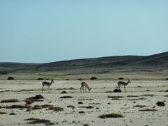 04 Skeleton coast - Bord de mer 07