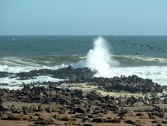 04 Skeleton coast - Cape Cross 04