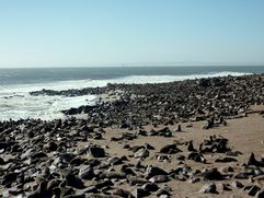 04 Skeleton coast - Cape Cross 08