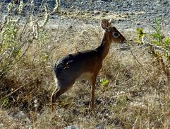 02 Etosha - Namutoni Antilope 06