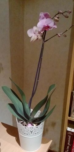 orchidee.jpg