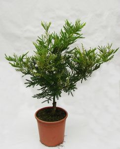 mimosa en pot
