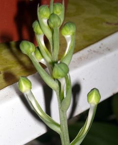 DSCN6239.JPG