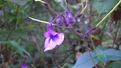 Fleur violette