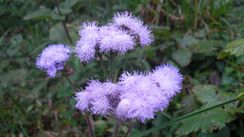 Fleur