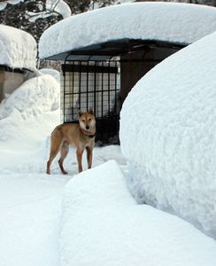 jomon-shiba-neige