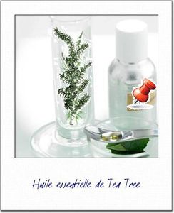 huile-essentielle-de-tea-tree.JPG