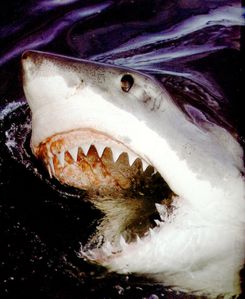 le-requin-qui-fait-peur.jpg
