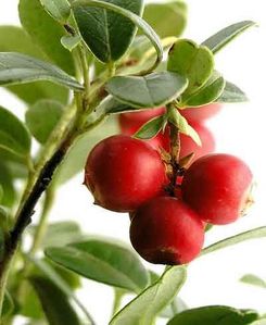camu-camu.jpg