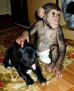 1326292224monkey_15.jpg