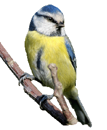 Oiseau.gif