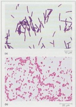 Pathology state of grace free color atlas of hematology state of trance 2010 free Swift losing grip free atlas of pathology atlas of world war 2
