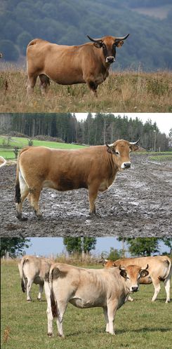 5---types-de-pelage