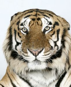1-Raja-a-16-year-old-male-standard-royal-Bengal-tiger 1-Raja-a-16-year-old-male-standard-royal-Bengal-tiger
