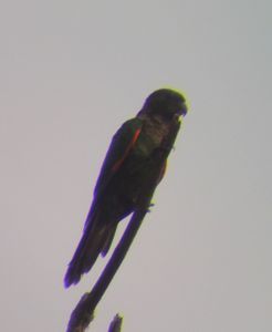 Maroon-tailed Parakeet