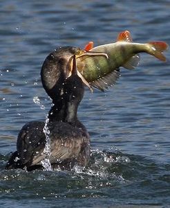 cormoran
