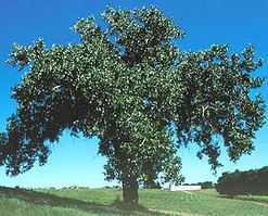 KANSAS Populus deltoides