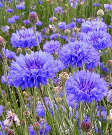 bleuet1-2-.jpg