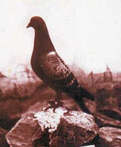 F-Pigeon-facteur.jpg